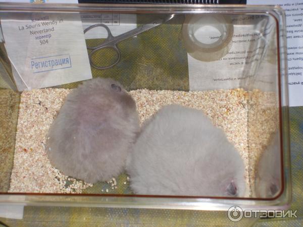 обитатели выставки