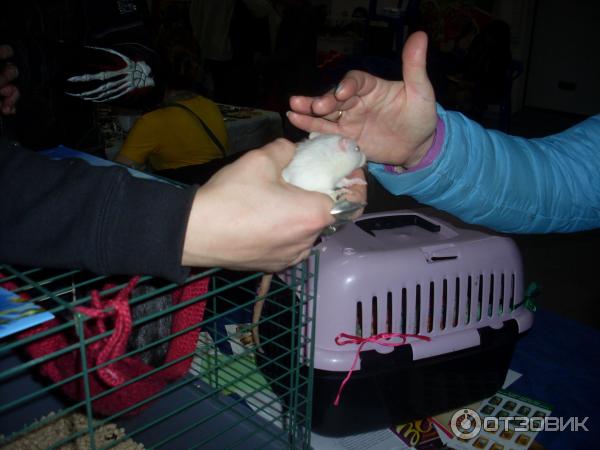 ну, как тут не погладить?