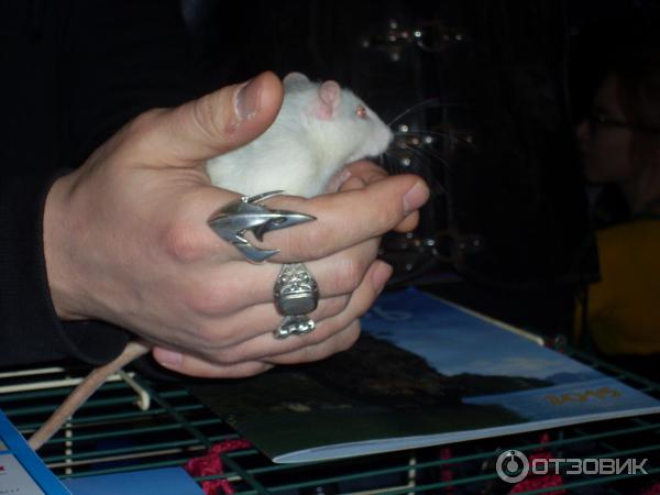 в нежных хозяйских руках