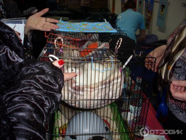 выбор будущего домашнего любимца