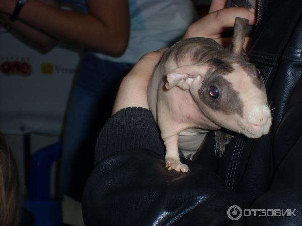 в нежных хозяйских руках