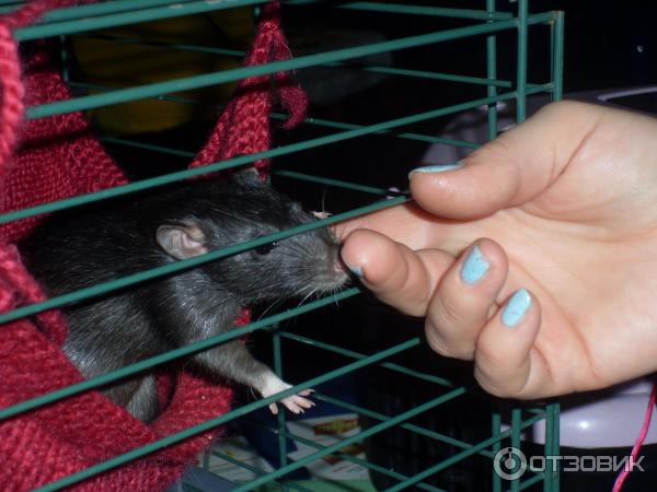 обитатели выставки