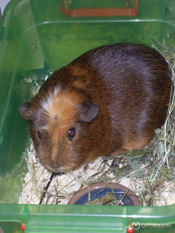 обитатели выставки