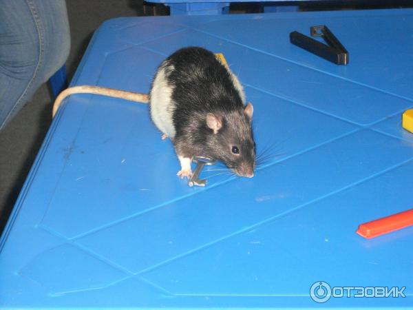 конкурсная программа