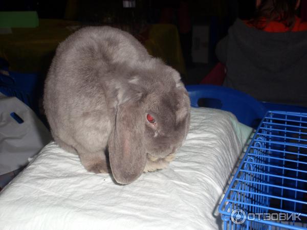 обитатели выставки