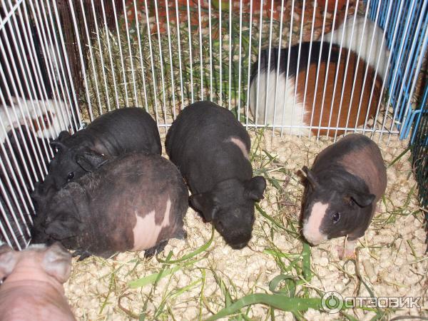 обитатели выставки