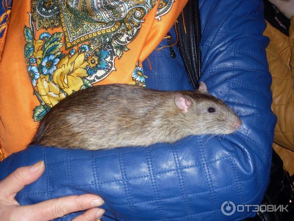 в нежных хозяйских руках