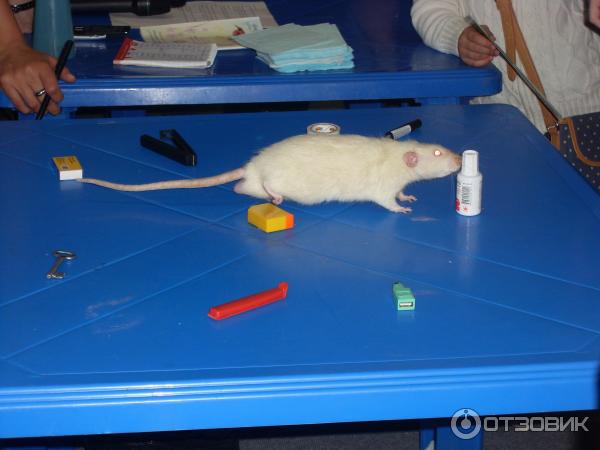 конкурсная программа