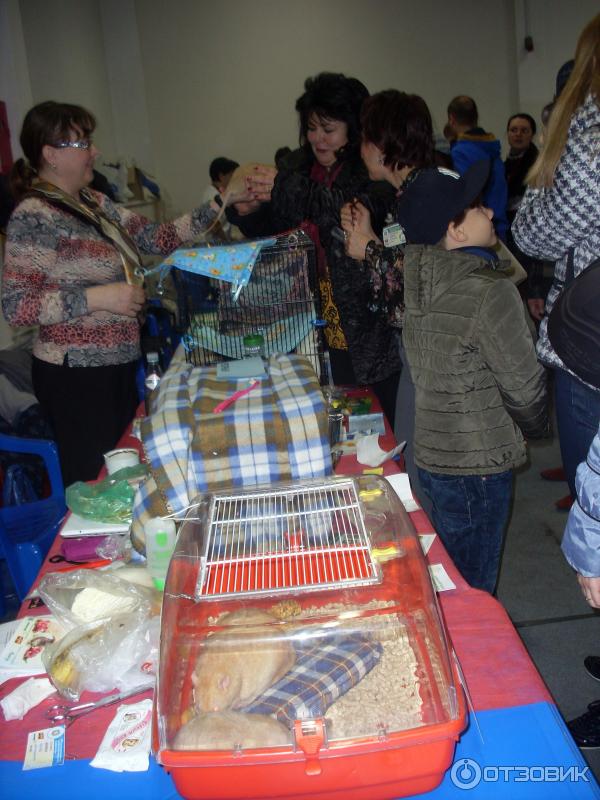 ряды клеток