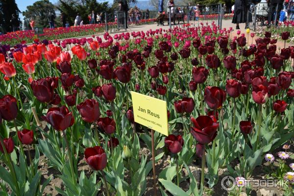 Выставка тюльпанов в Никитском Ботаническом саду (Россия, Ялта) фото