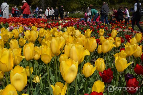 Выставка тюльпанов в Никитском Ботаническом саду (Россия, Ялта) фото