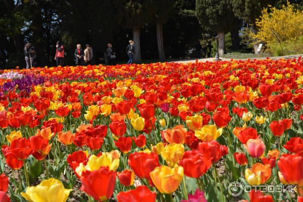 Выставка тюльпанов в Никитском Ботаническом саду (Россия, Ялта) фото