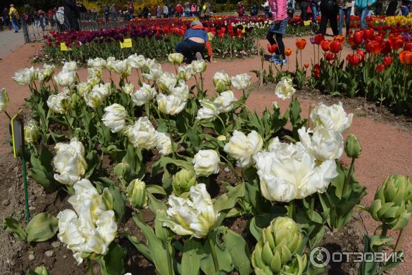 Выставка тюльпанов в Никитском Ботаническом саду (Россия, Ялта) фото