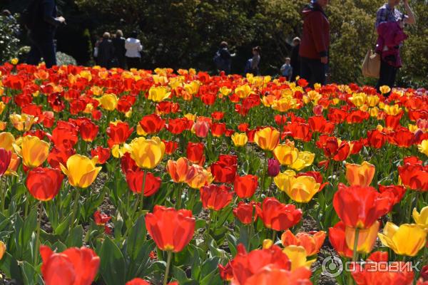 Выставка тюльпанов в Никитском Ботаническом саду (Россия, Ялта) фото