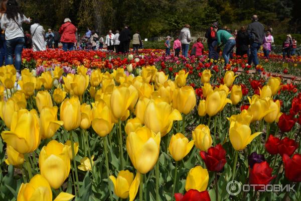 Выставка тюльпанов в Никитском Ботаническом саду (Россия, Ялта) фото