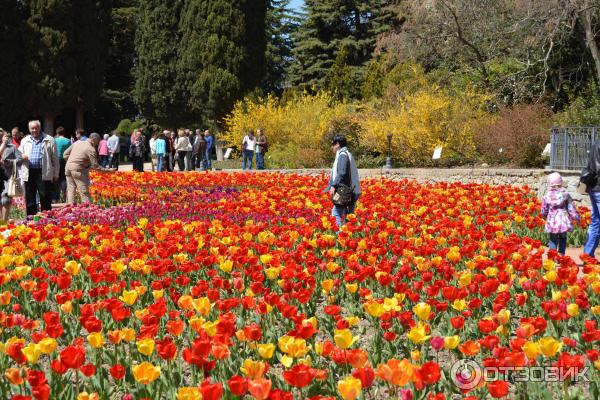 Выставка тюльпанов в Никитском Ботаническом саду (Россия, Ялта) фото