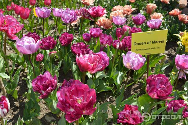 Выставка тюльпанов в Никитском Ботаническом саду (Россия, Ялта) фото