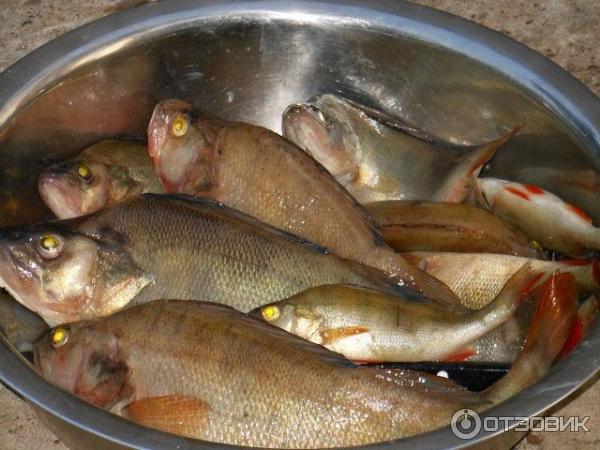 Отдых на Широковском водахранилище фото