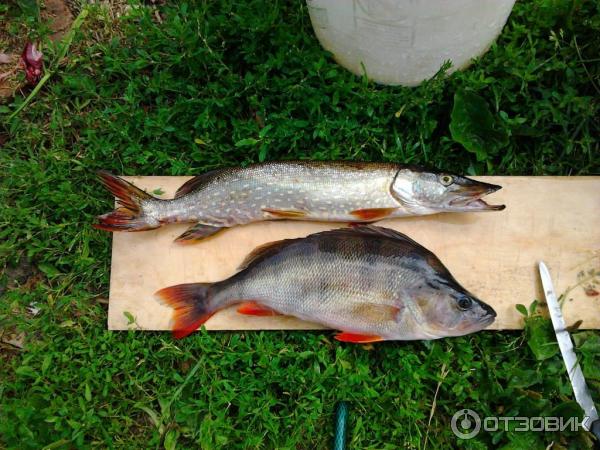 Отдых на Широковском водахранилище фото