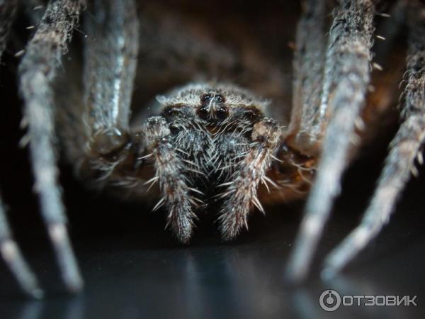 Цифровой фотоаппарат Panasonic Lumix DMC-FZ8