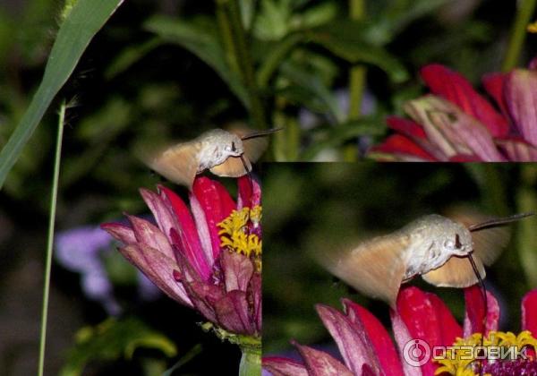 Цифровой фотоаппарат Panasonic Lumix DMC-FZ8