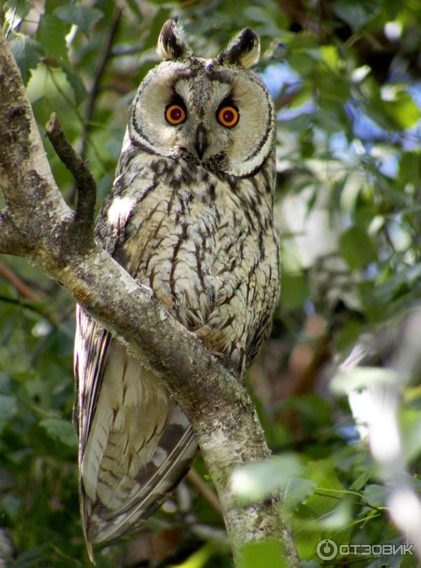 Цифровой фотоаппарат Panasonic Lumix DMC-FZ8