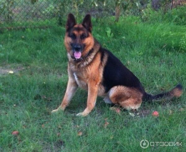 Собака породы Немецкая овчарка фото