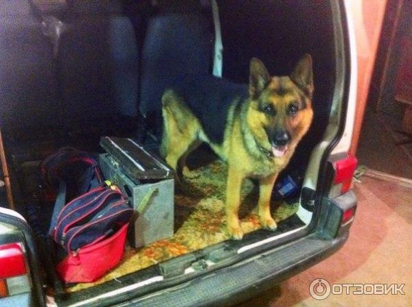 Собака породы Немецкая овчарка фото