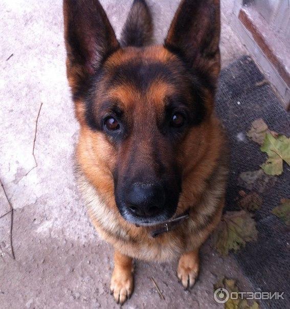 Собака породы Немецкая овчарка фото