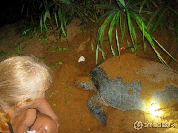 Отдых в деревне Косгода Шри-Ланка фото