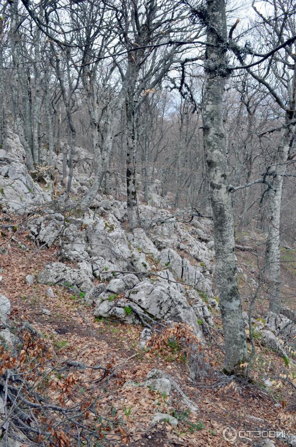 Ялтинский горно-лесной природный заповедник (Россия, Крым) фото