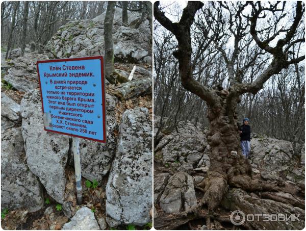 Ялтинский горно-лесной природный заповедник (Россия, Крым) фото