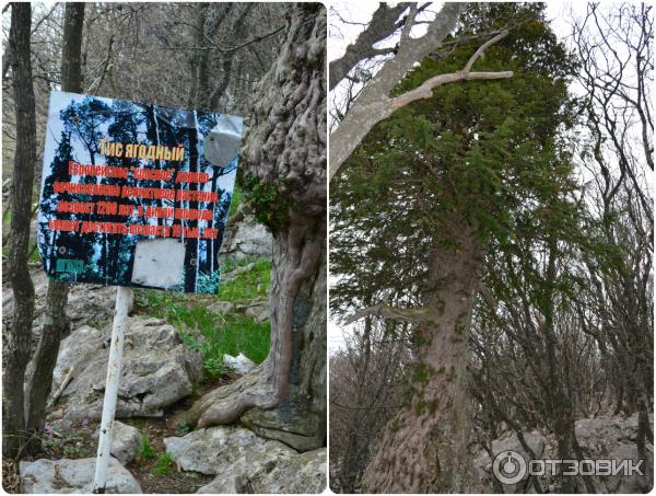 Ялтинский горно-лесной природный заповедник (Россия, Крым) фото