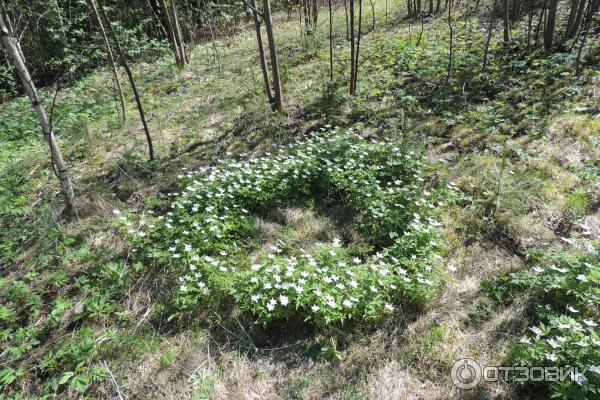 Музей усадьба Рождествено (Россия, Лениградская область)