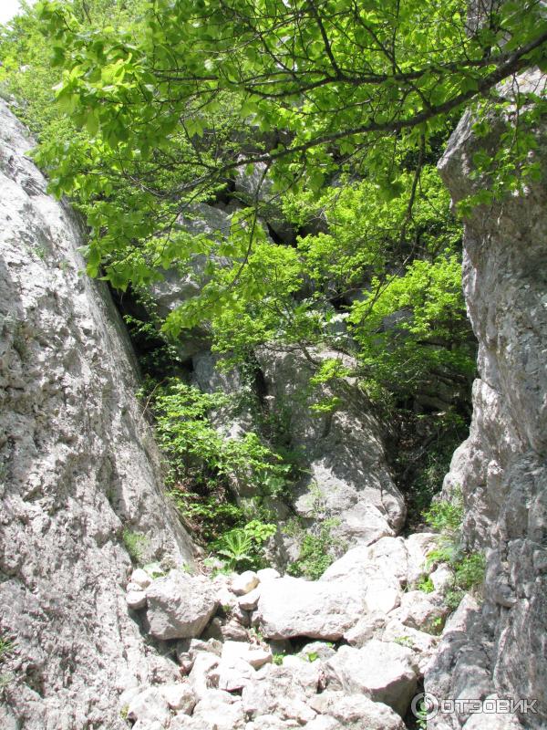 Ялтинский горно-лесной природный заповедник (Россия, Крым) фото