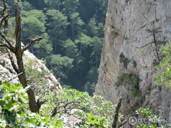 Ялтинский горно-лесной природный заповедник (Россия, Крым) фото