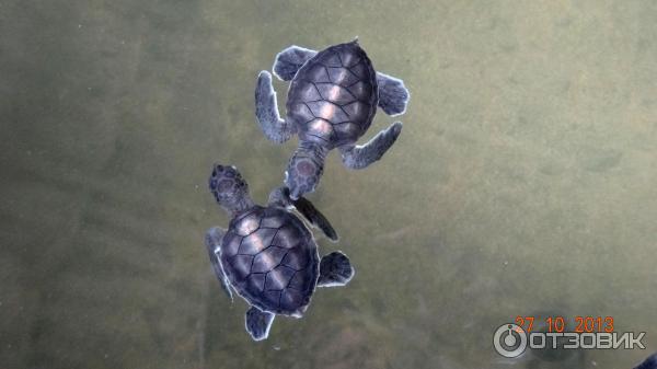 Экскурсия на Черепашью ферму (Шри-Ланка, Косгода) фото