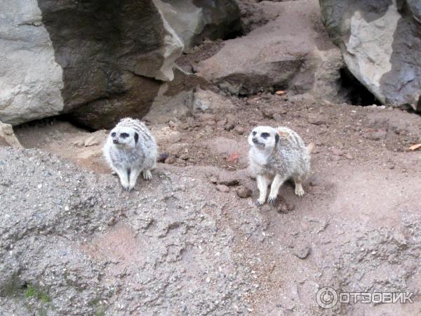 Зоопарк Los Angeles Zoo (США, Лос-Анджелес) фото