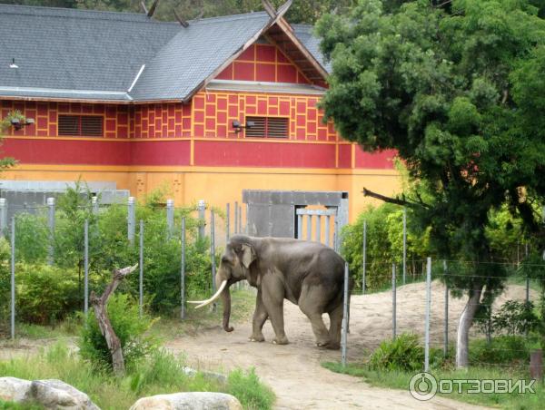 Зоопарк Los Angeles Zoo (США, Лос-Анджелес) фото