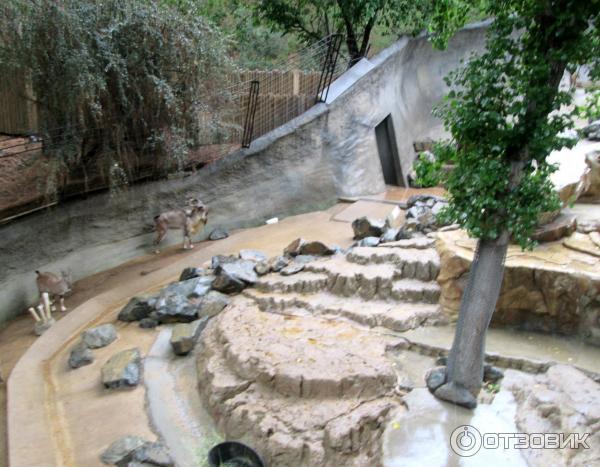 Зоопарк Los Angeles Zoo (США, Лос-Анджелес) фото