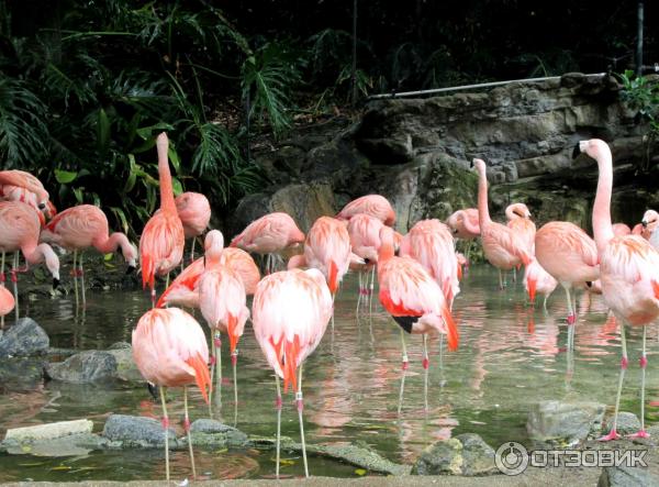 Зоопарк Los Angeles Zoo (США, Лос-Анджелес) фото