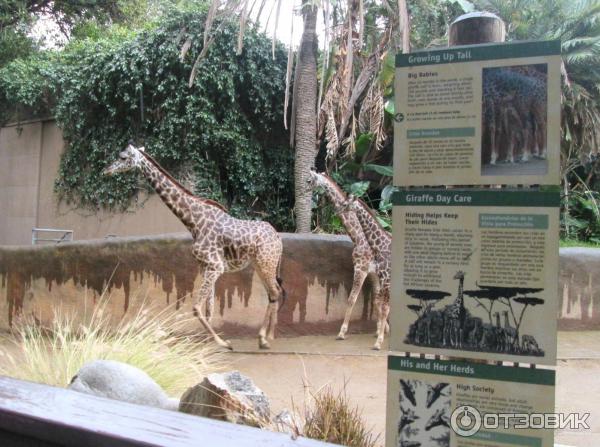 Зоопарк Los Angeles Zoo (США, Лос-Анджелес) фото