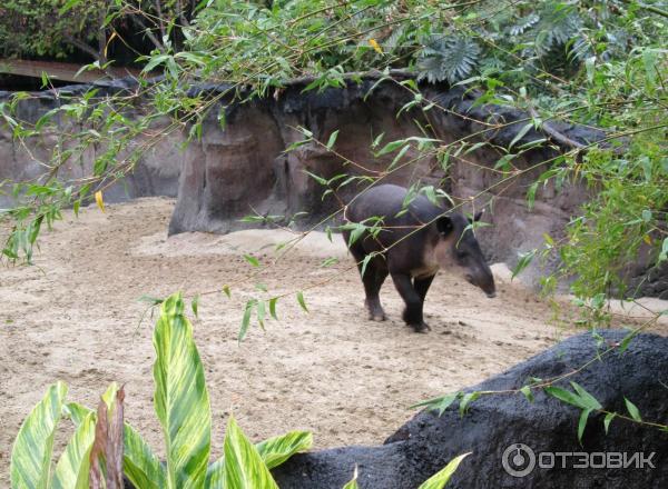 Зоопарк Los Angeles Zoo (США, Лос-Анджелес) фото