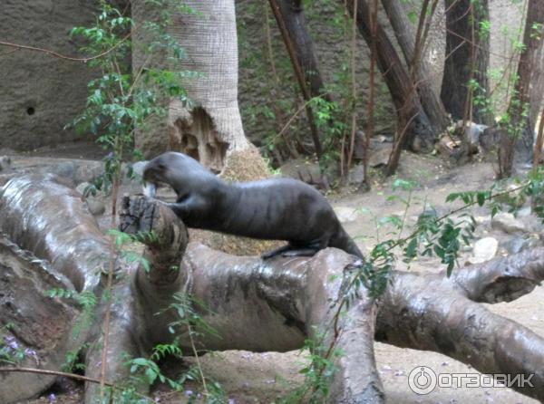 Зоопарк Los Angeles Zoo (США, Лос-Анджелес) фото