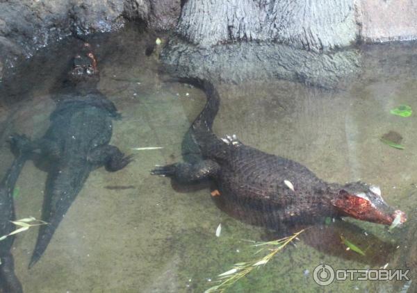 Зоопарк Los Angeles Zoo (США, Лос-Анджелес) фото