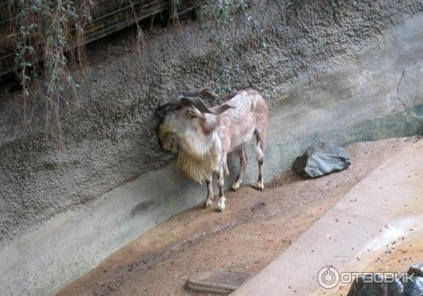 Зоопарк Los Angeles Zoo (США, Лос-Анджелес) фото