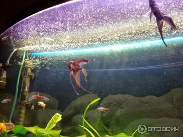 Кондиционер для воды Tetra AquaSafe фото