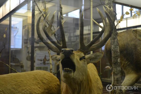 Зоологический музей МГУ им. М. В. Ломоносова (Россия, Москва) фото