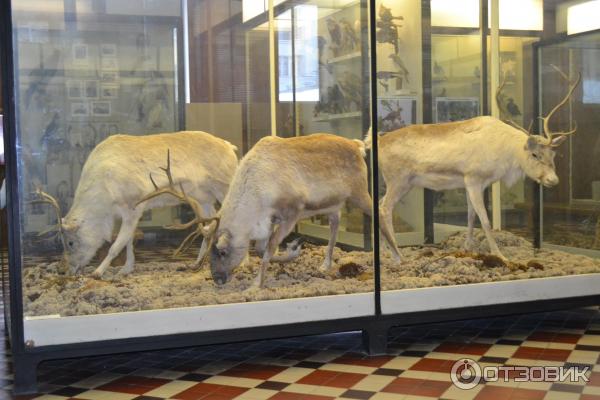 Зоологический музей МГУ им. М. В. Ломоносова (Россия, Москва) фото