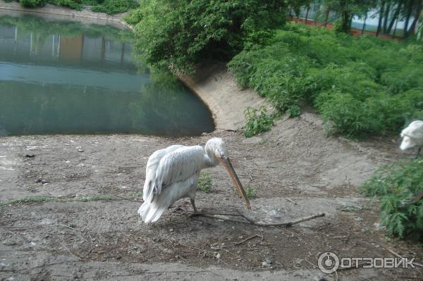 Детский зоопарк (Россия, Омск) фото